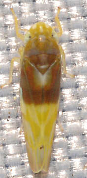 Image of Eratoneura affinis (Fitch 1851)