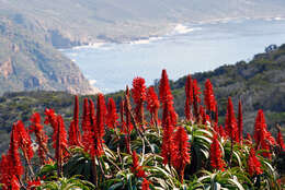 Image of candelabra aloe
