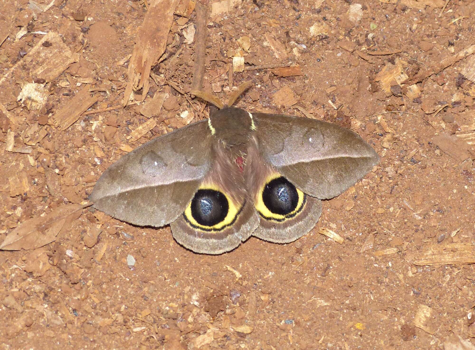 Image of Automeris basalis (Walker 1855)