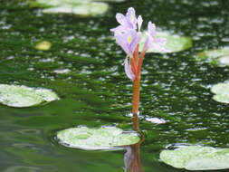 Image of <i>Pontederia diversifolia</i>