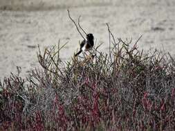 Image of Saxicola torquatus clanceyi Courtenay-Latimer 1961