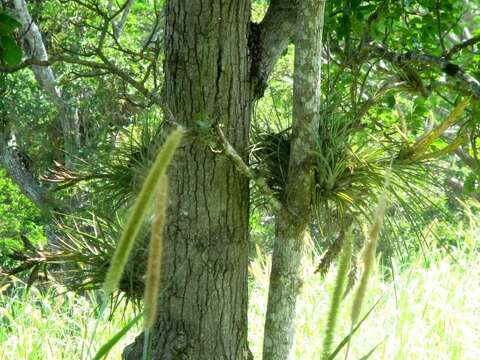 Image of Tillandsia flavobracteata Matuda