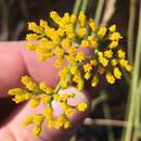 Image of pineland rayless goldenrod