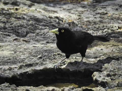 Amblycercus Cabanis 1851 resmi