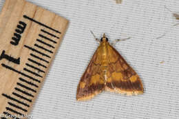 Image of Pyrausta onythesalis Walker 1859