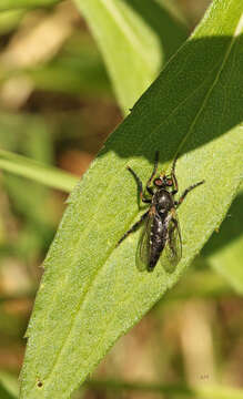 Image of Cyrtopogon falto (Walker 1849)