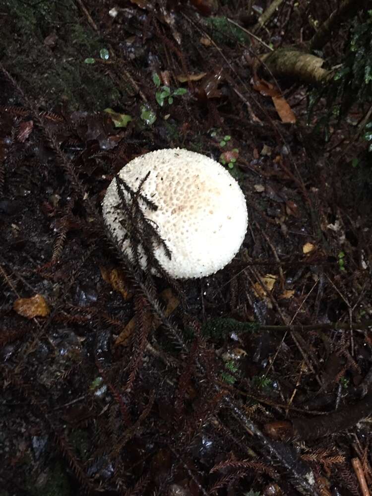 Image of Amanita pareparina G. S. Ridl. 1991