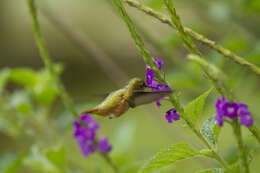 Image of Scintillant Hummingbird