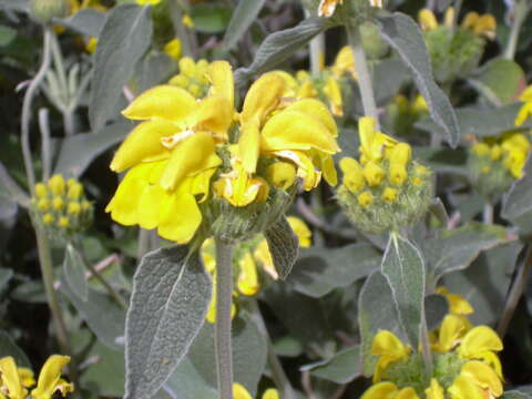 Image of shrubby Jerusalem sage