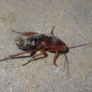 Image of Turkestan Cockroach