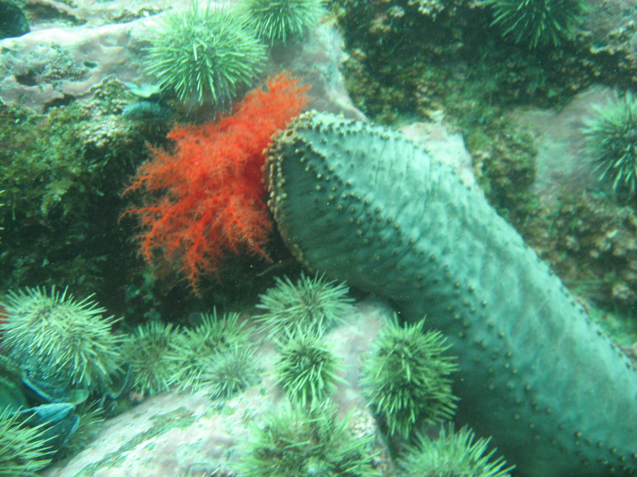 Image of Orange-footed sea cucumber