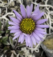 Image de Erigeron hyperboreus Greene