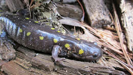 Слика од Ambystoma maculatum (Shaw 1802)