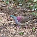 Image of Key West Quail-Dove