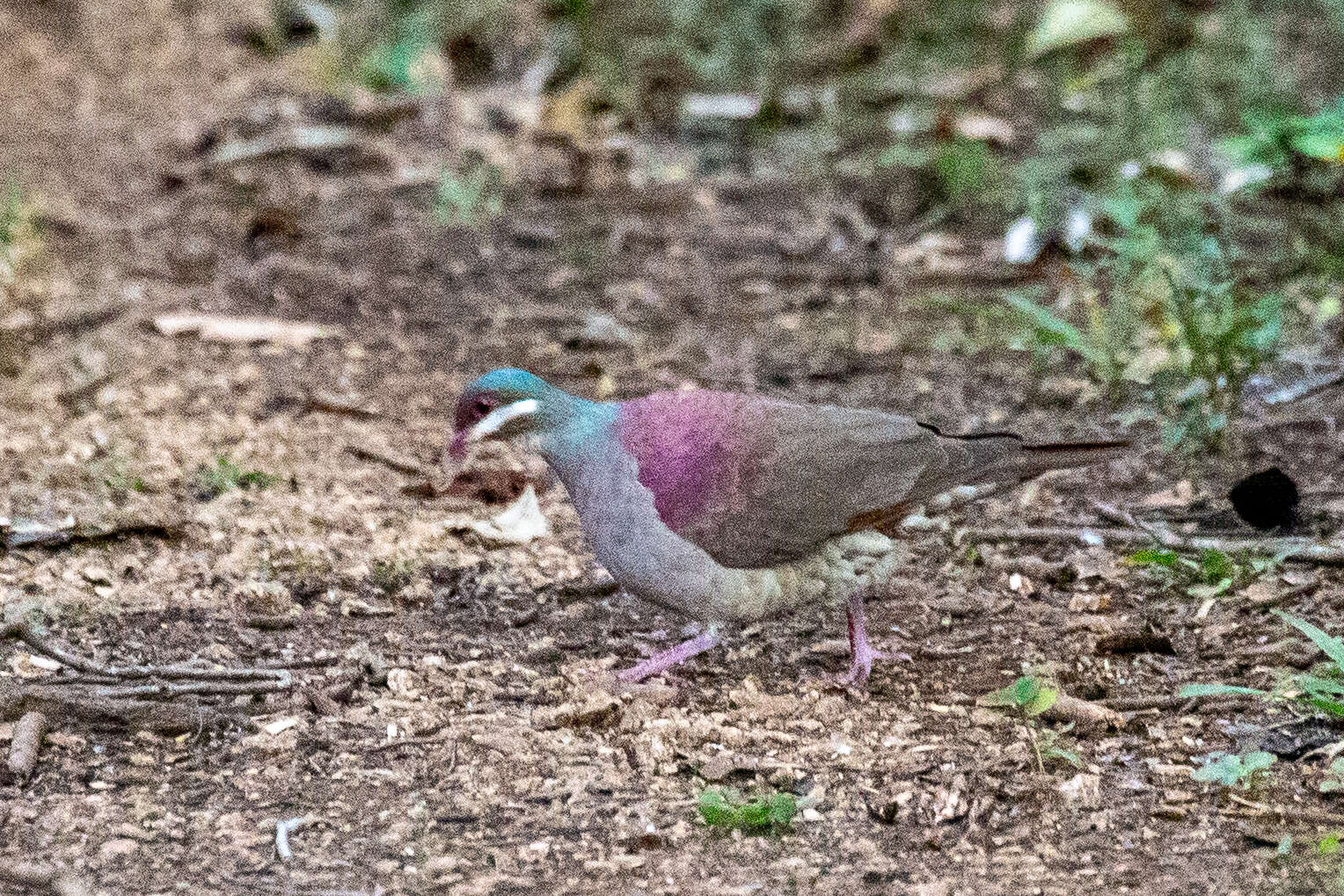 Image of Key West Quail-Dove