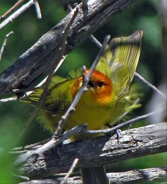 Image of Rust-and-yellow Tanager