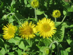 Image of common fleabane