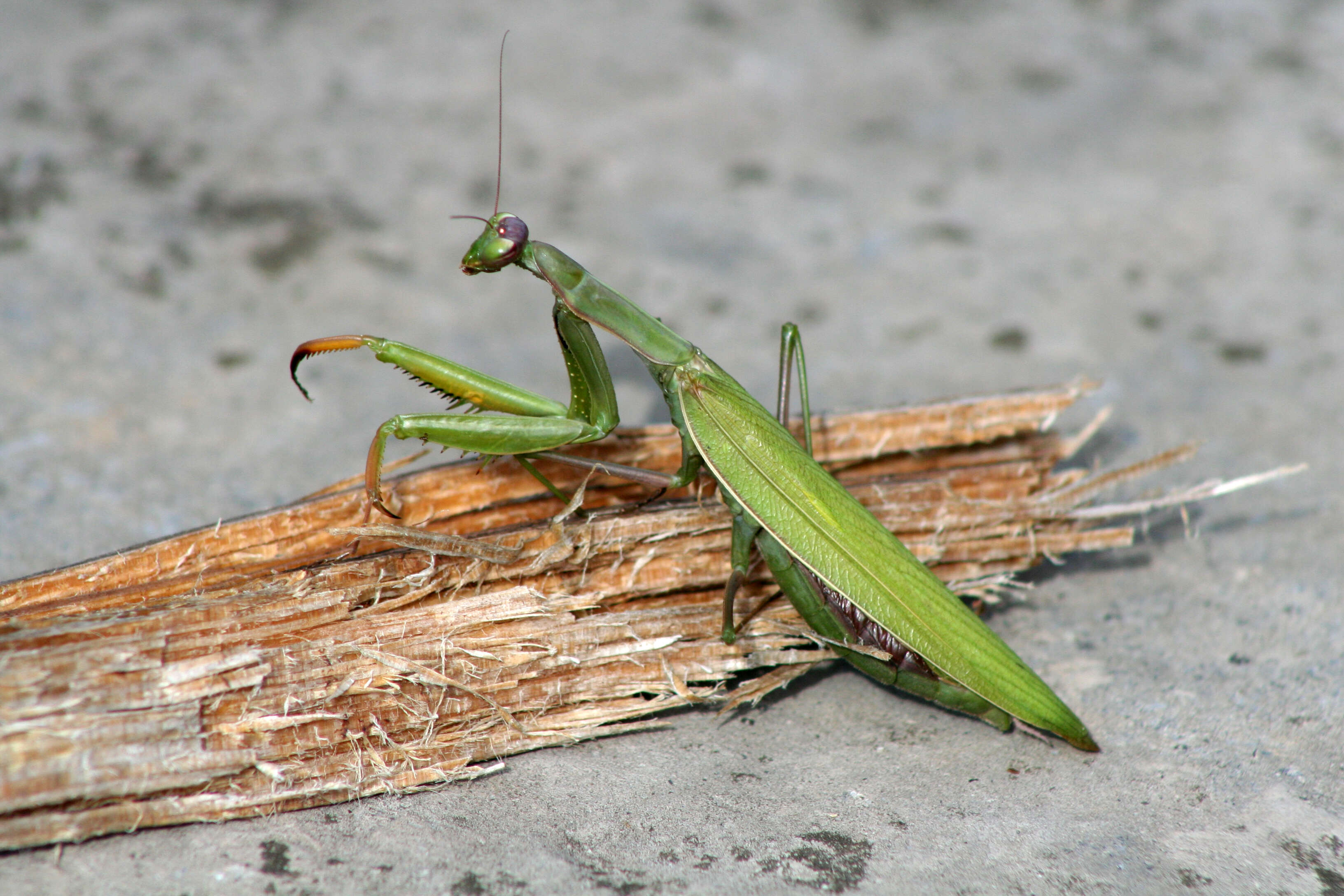 Plancia ëd Mantis