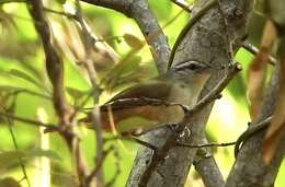 صورة Cantorchilus leucotis (Lafresnaye 1845)