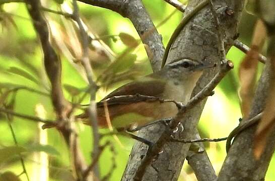 Image of Buff-breasted Wren