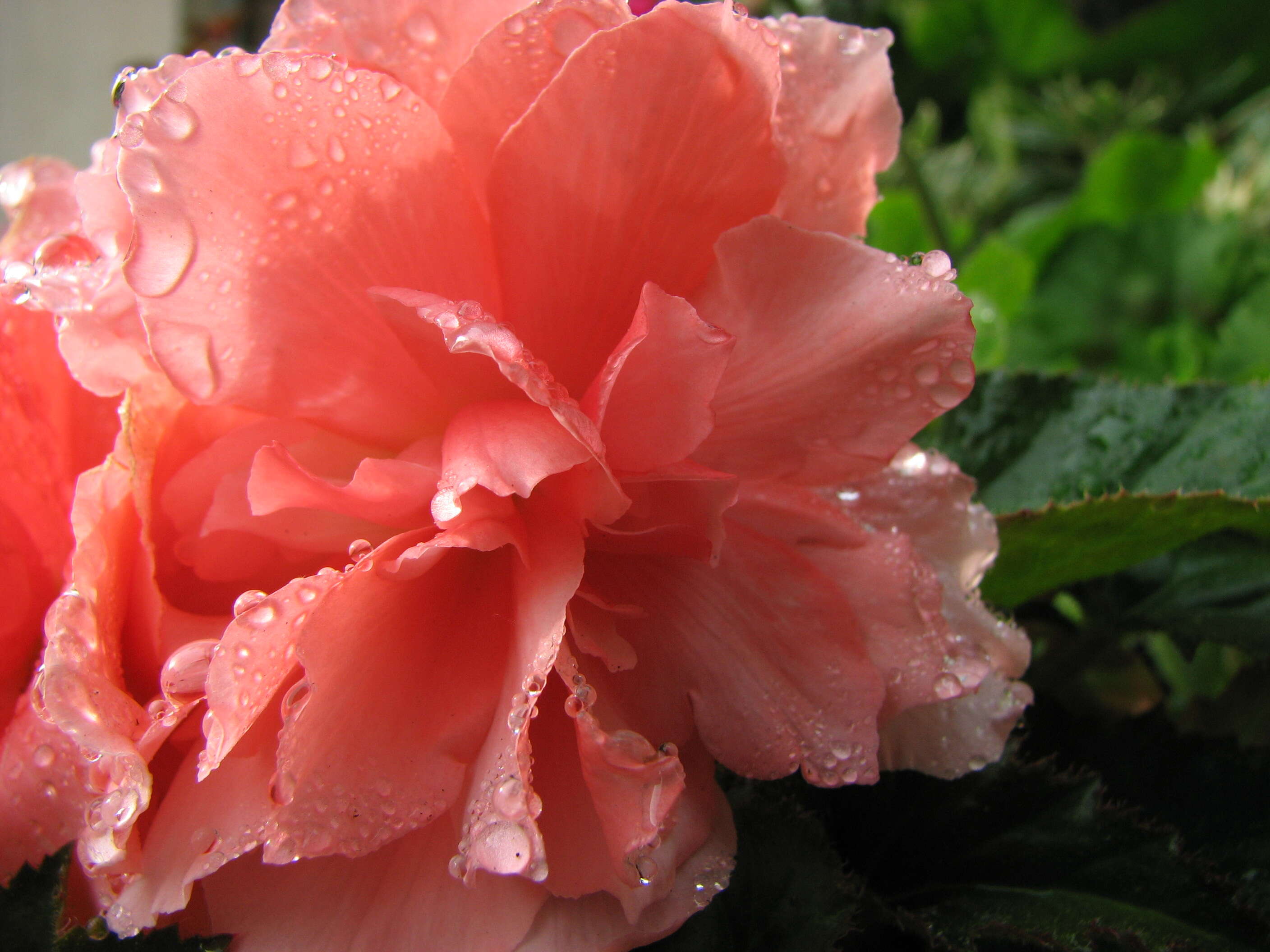 Image of Begonia tuberhybrida Voss