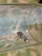 Image of Broad-footed Cellophane Bee