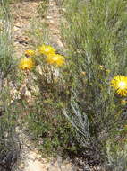 Imagem de Drosanthemum bicolor L. Bol.