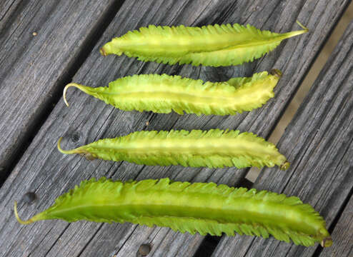 Image of winged bean