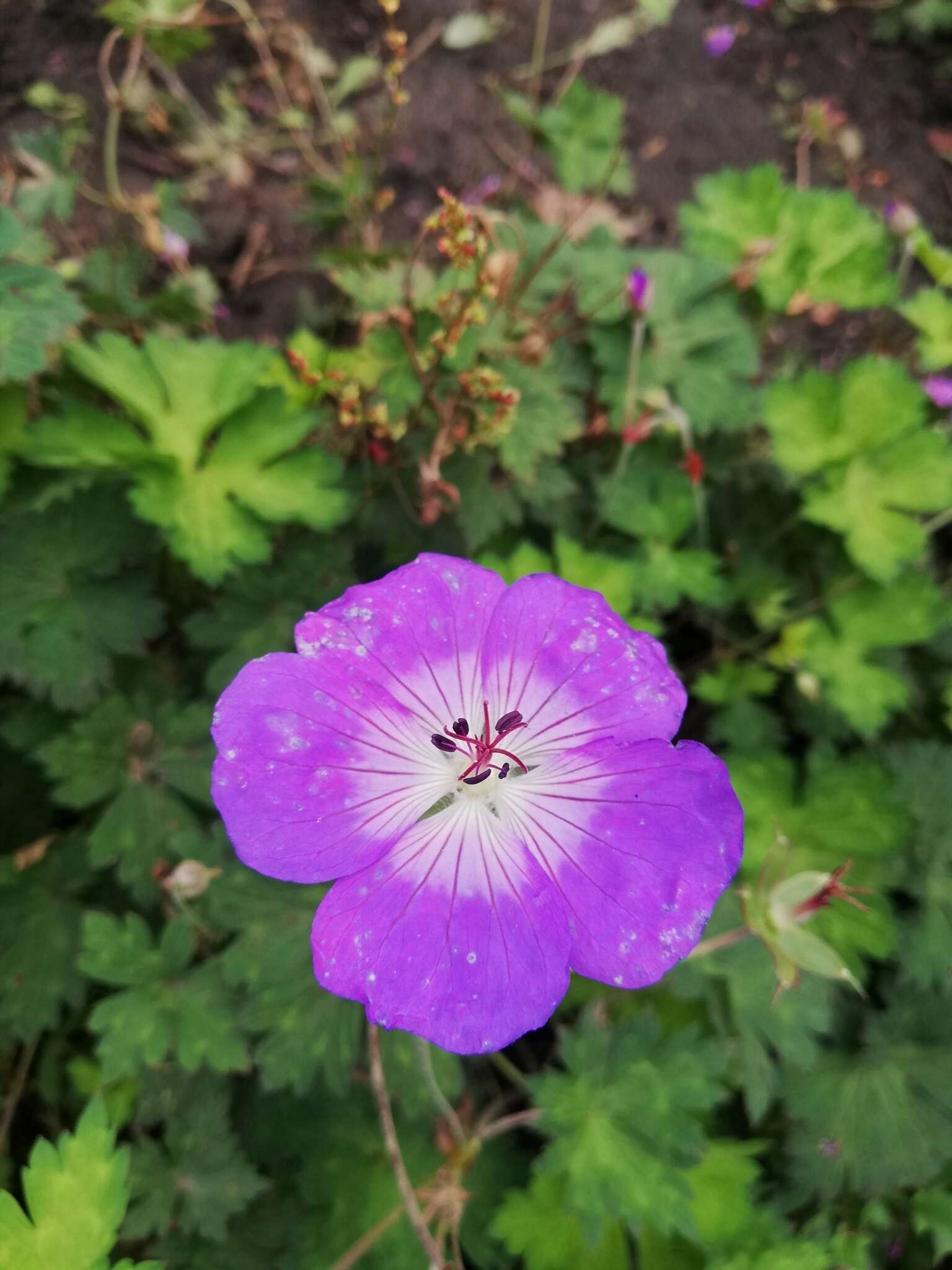 Image of Geranium wallichianum D. Don ex Sweet