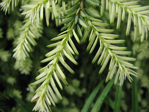 Image of eastern hemlock