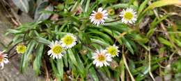 Слика од Erigeron morrisonensis Hayata