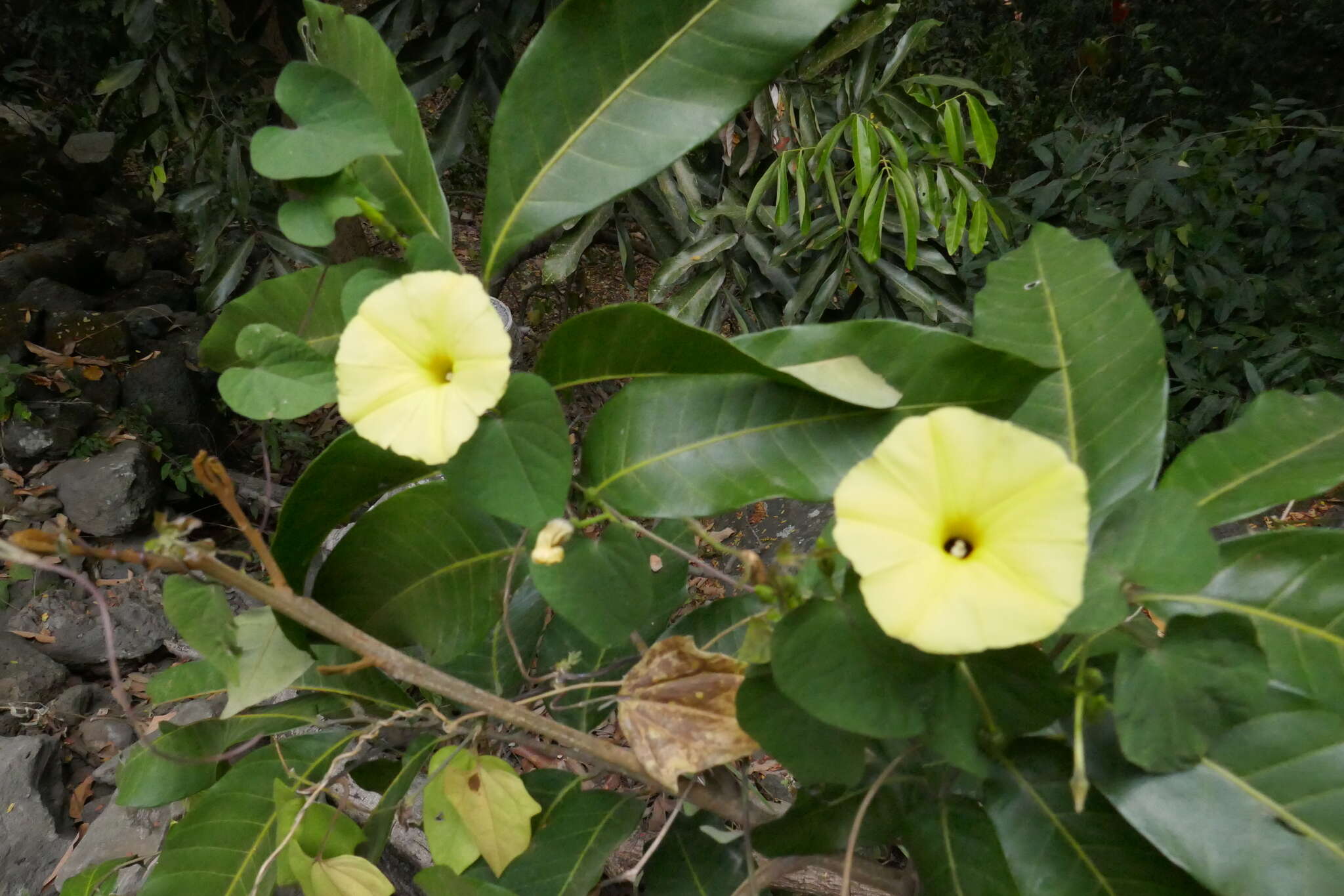 Ipomoea ochracea (Lindl.) G. Don的圖片