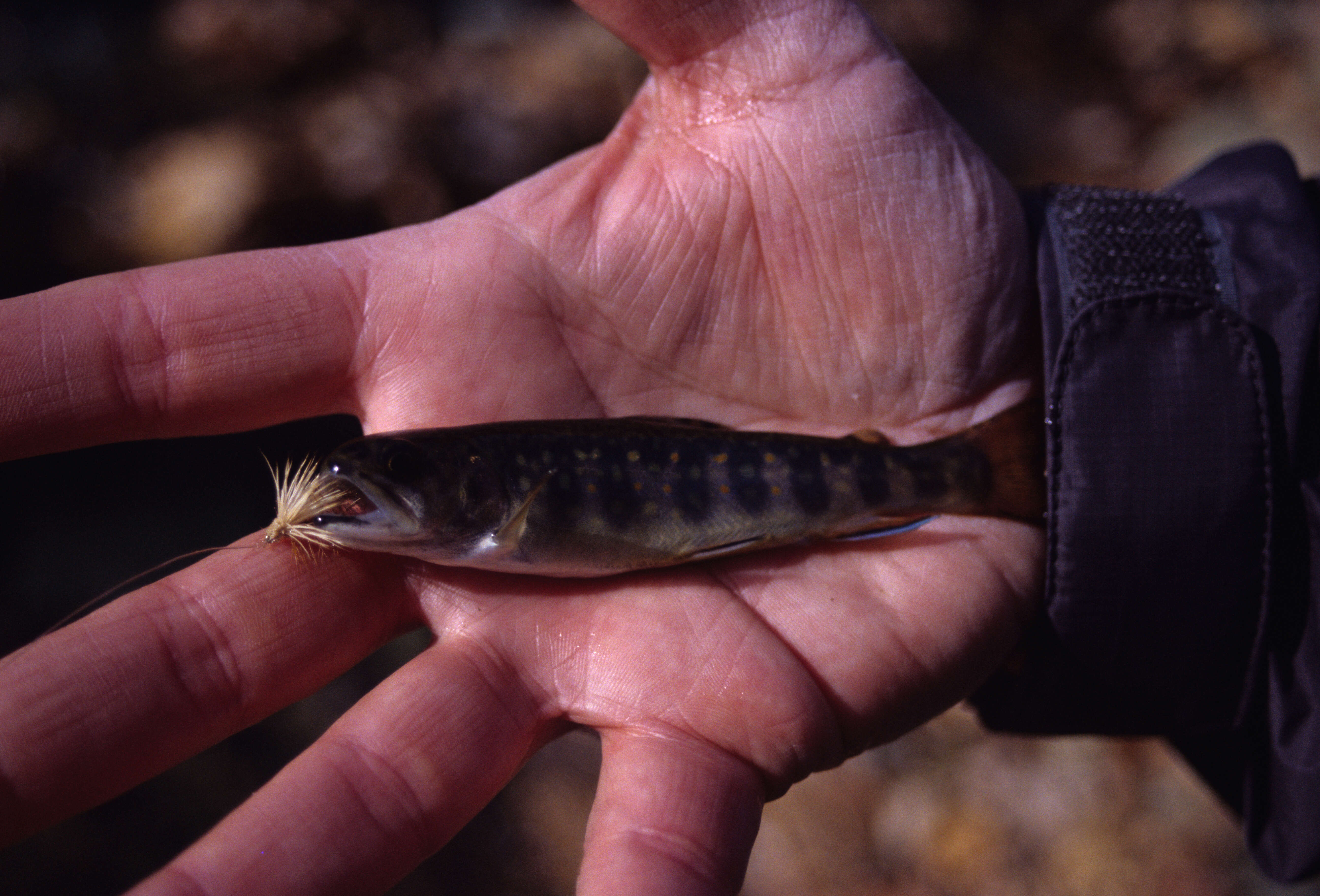 Image of brook trout