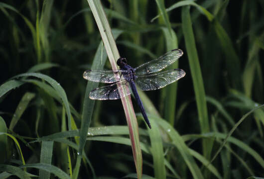 Libellula incesta Hagen 1861 resmi