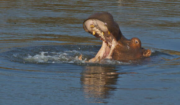 Hippopotamus Linnaeus 1758 resmi