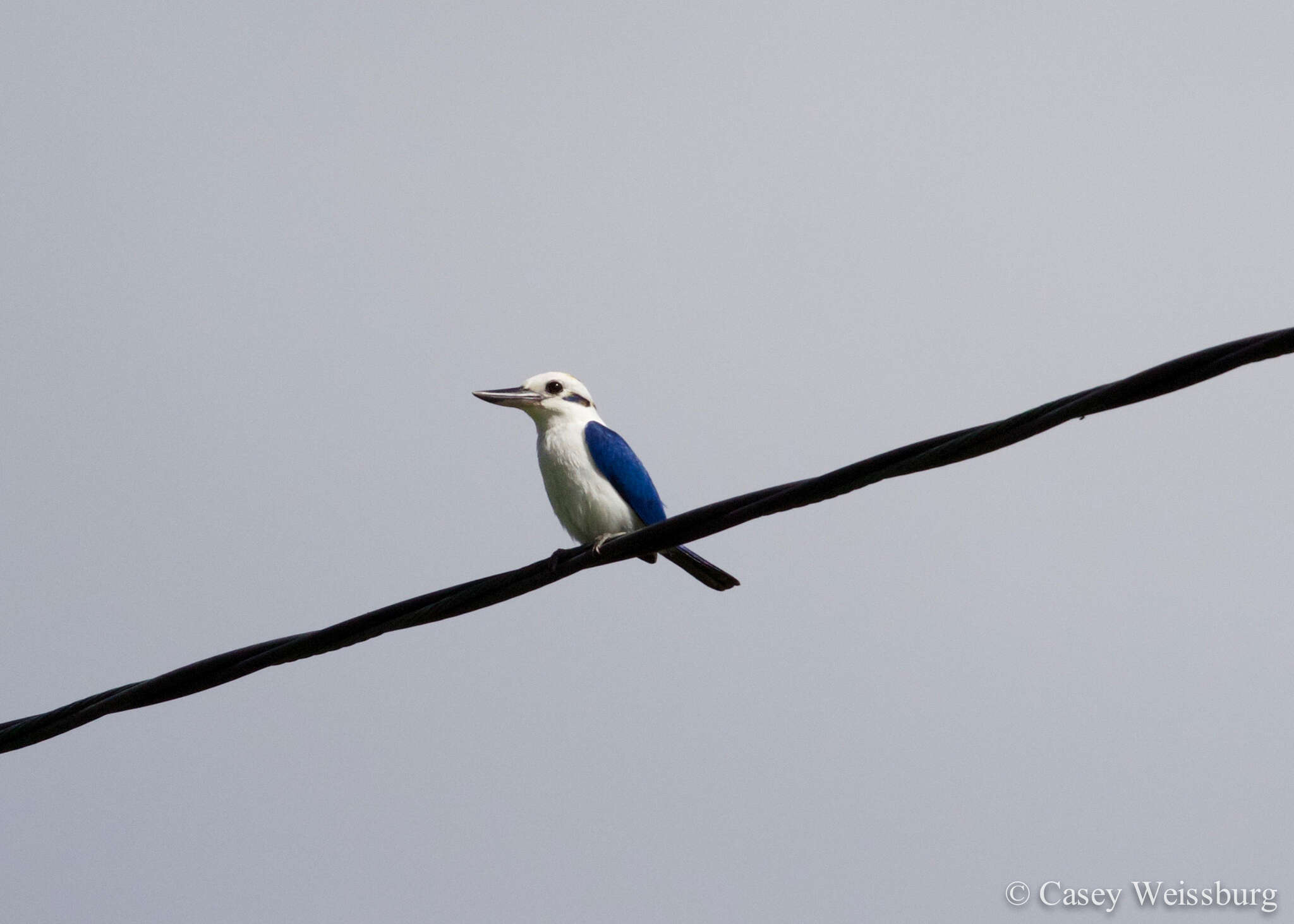 صورة Todiramphus sacer pealei (Finsch & Hartlaub 1867)