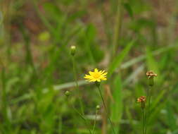 Image of Coastal-Plain Silk-Grass