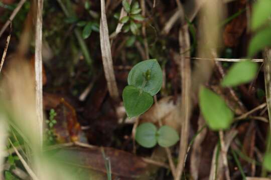 Image de Neottia morrisonicola (Hayata) Szlach.