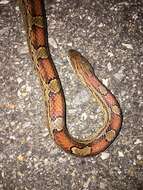 Image of Corn Snake