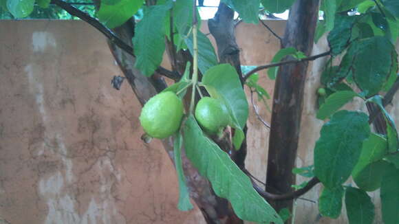 Image of guava