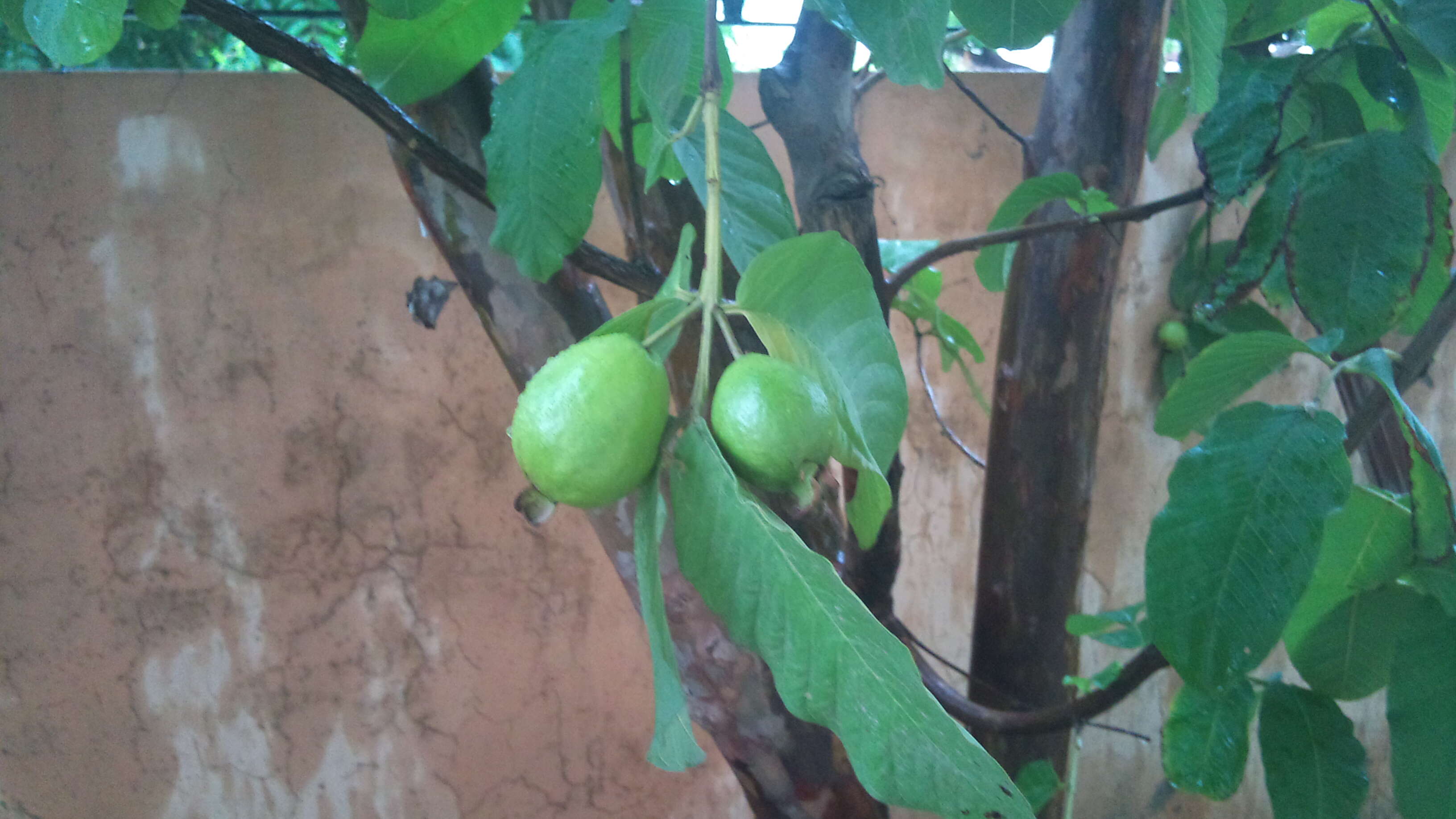 Image of guava