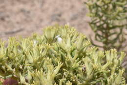 Image of sand fiddleleaf