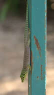 Image of Standing's Day Gecko