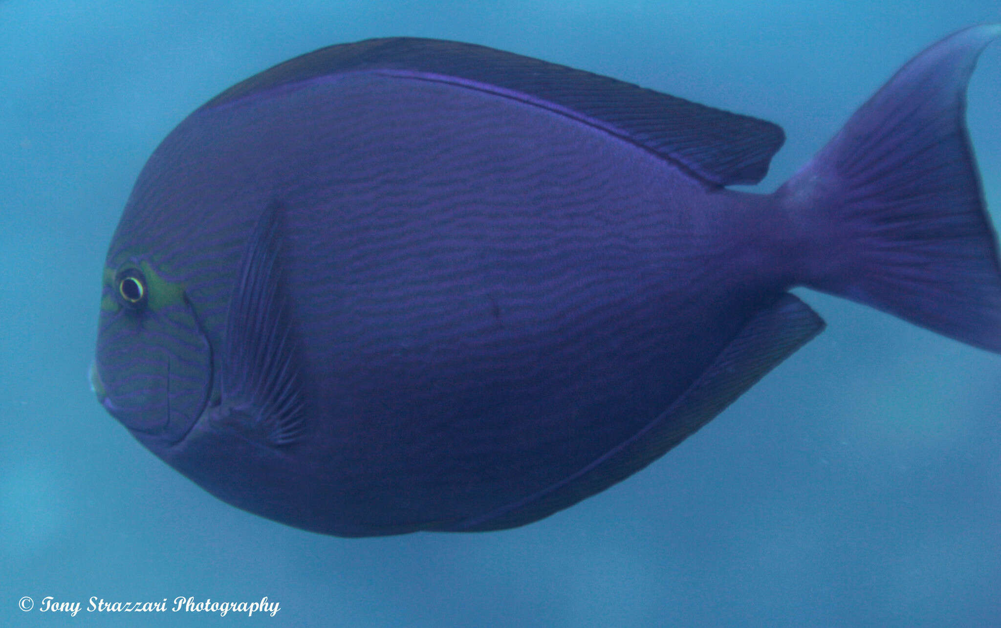 Image of Bleeker's Surgeonfish