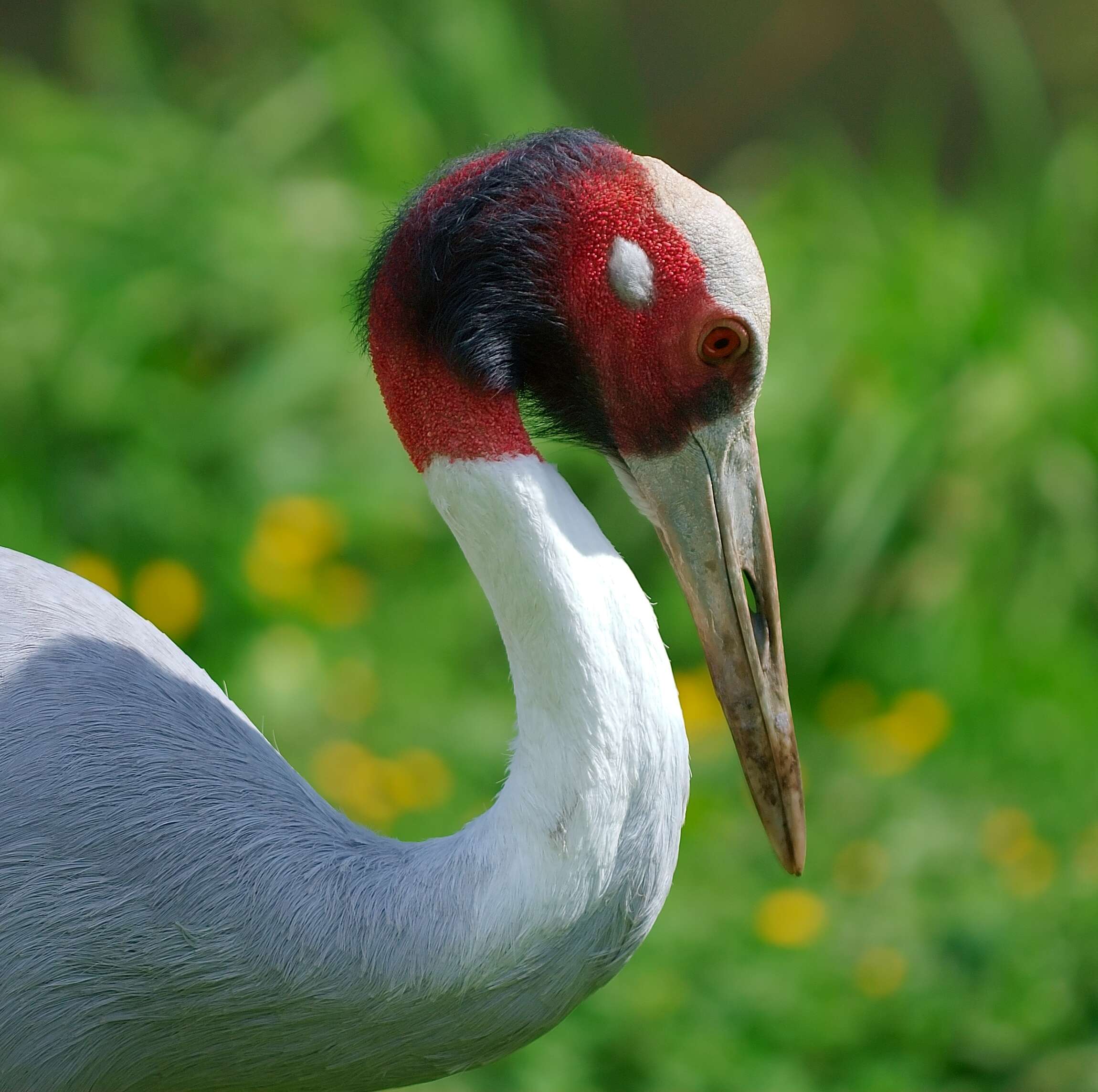 Image of Sarus Crane