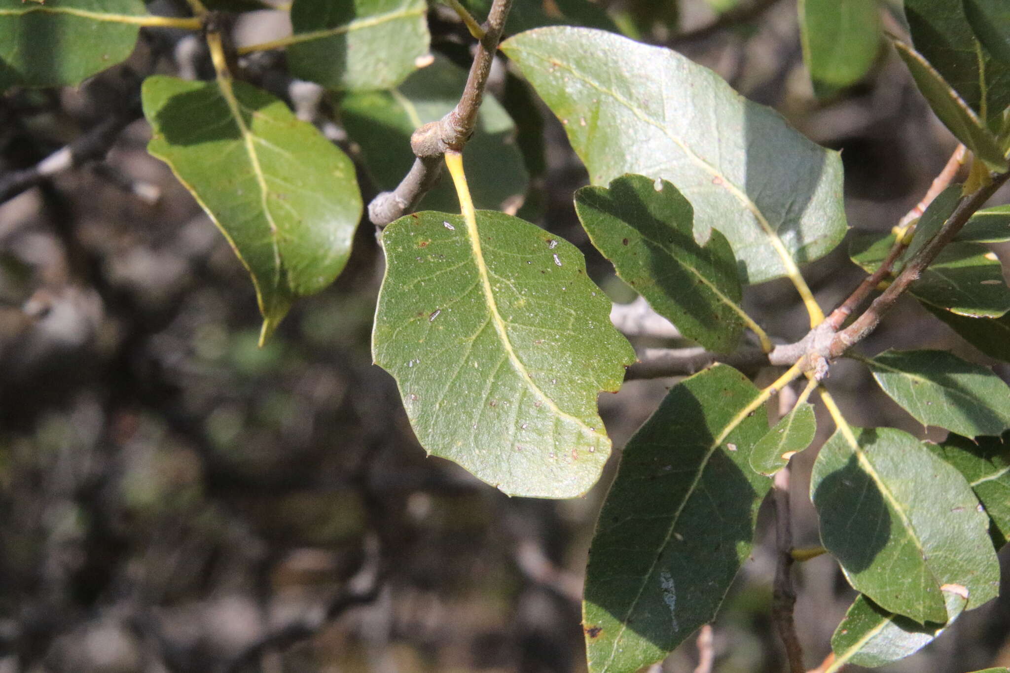 Image of interior live oak