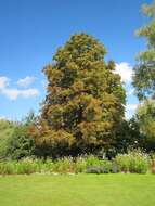 Image of European horse chestnut