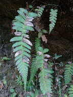 Image of palm fern