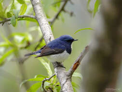 Image of Ultramarine Flycatcher