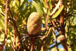 Image of Leucadendron meridianum Salter ex I. Williams